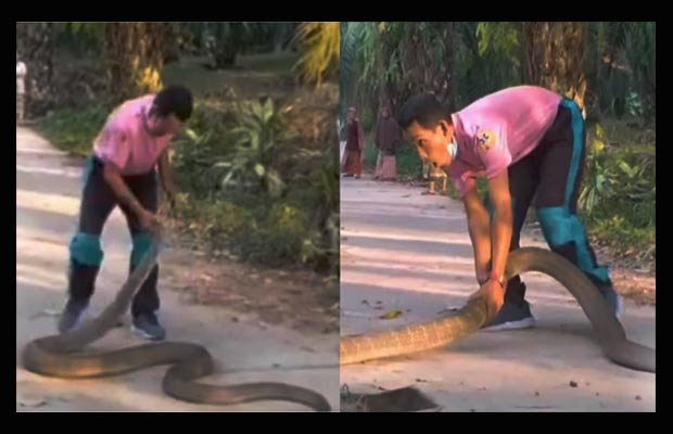 किंग कोबरा को थाई शख्स ने अपने हाथों से बचाया, देखने वाले हुए हैरान