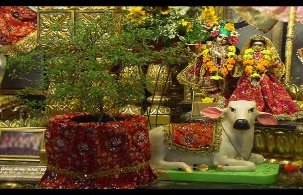 तुलसी के पौधे को क्यों पूजा जाता है, जानिये क्या है लाभ और कैसे बना रहता है घर पवित्र