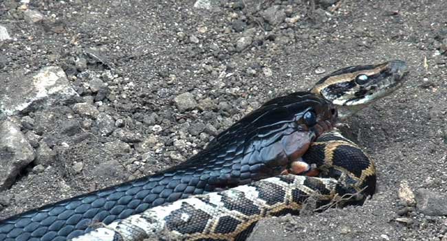 King cobra eats up another snake alive