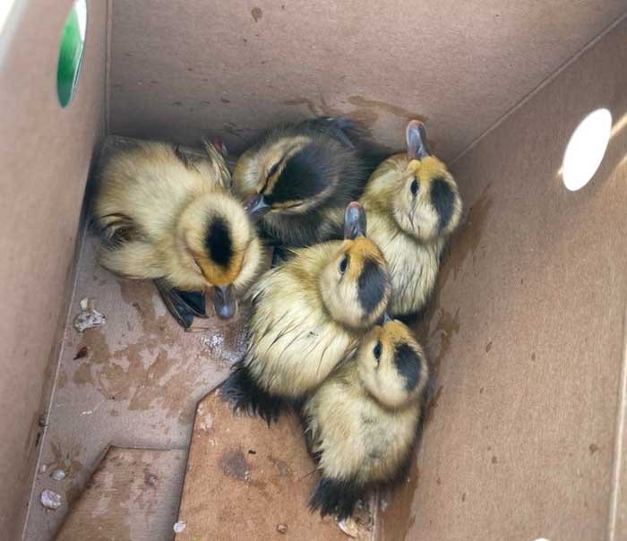 Mother's stand for her children in every trouble, No matter whether they are human or animal: Ducklings reunited with mom duck after falling into drain during storm. See pics