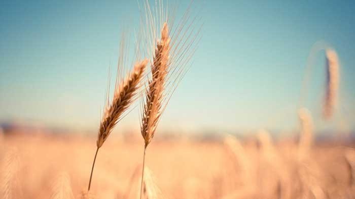 UAE Suspends Wheat Export From India for Four Months.