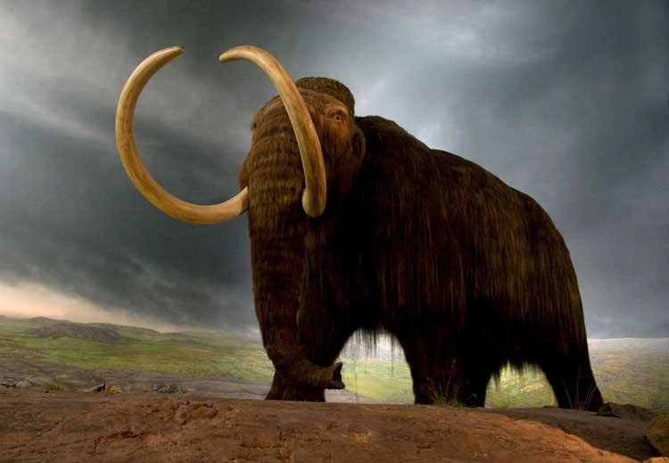 Canadian gold miners find rare mummified baby woolly "Mammoth"