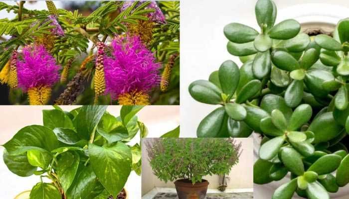 तुलसी, मनीप्लांट और इन पौधों को घर में लगाएं, होगी मां लक्ष्मी की कृपा