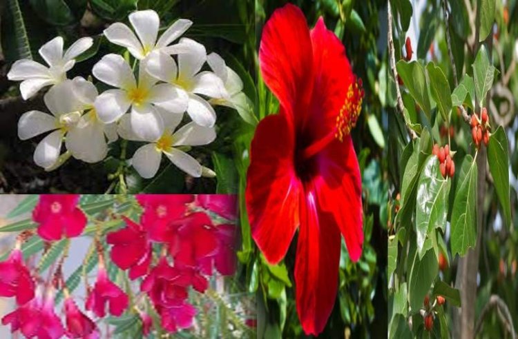 भूल से भी Navratri के 9 दिनों में इन फूलों से रहे दूर, जानिए कौन से फूल चढ़ाने से मिलेंगे पुण्य (know which flowers you will get virtue by offering)
