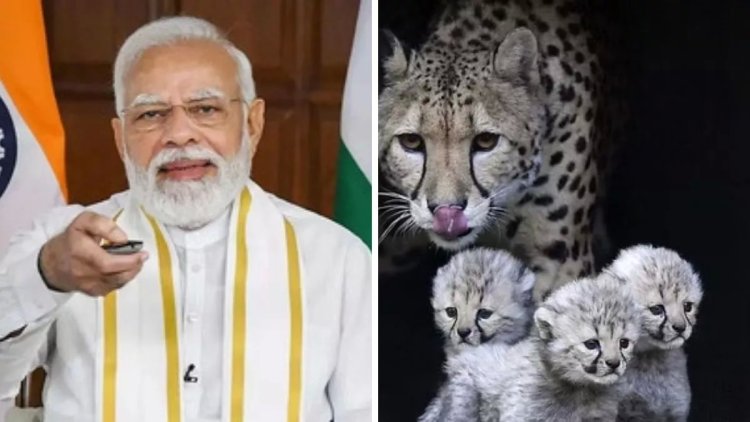 Happy Birthday Narendra Modi, आज PM नामीबिया से लाए गए चीतों (leopard) को करेंगे रिहा