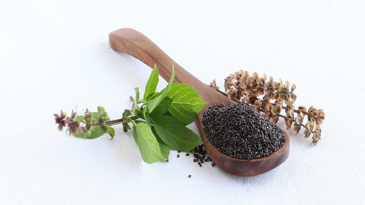 Benefits of Basil Seed: Use Basil for cold diseases, it will be amazing