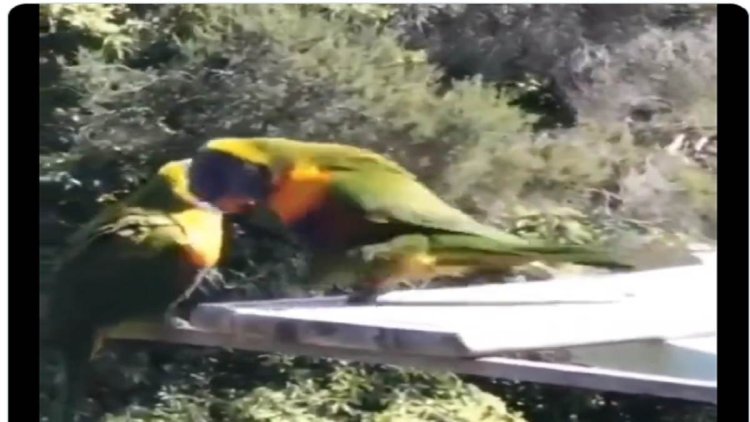 Parrot dances in a special way to impress Maina, you will be in awe after watching the video