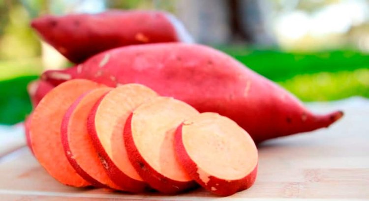 Sweet Potato Benefits: सेहत के लिए किसी चमत्कार से कम नहीं शकरकंद, सर्दियों में अपनी डाइट में जरूर करें शामिल