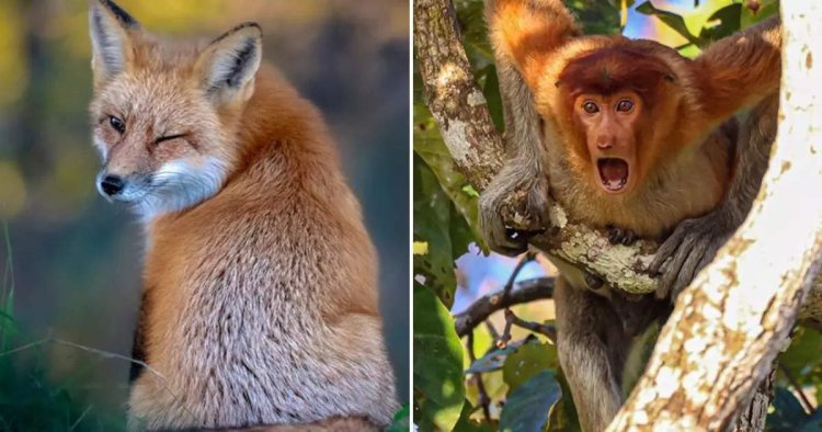 See here 13 wildlife funny pictures of the year 2022, these animals were seen in full fun mood