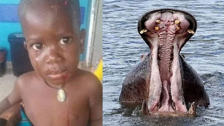 Hippopotamus ने 2 साल के मासूम को निगला जिंदा, जानिए कैसे बची बच्चे की जान